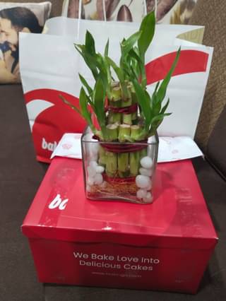 2 Layer Lucky Bamboo